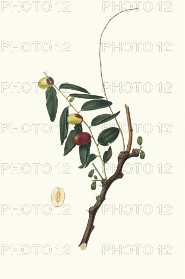 Ziziphus vulgaris Lam, synonym Ziziphus jujuba Mill, Chinese jujube, Chinese date or red date, authentic, digitally restored reproduction from a 19th century model, exact date of presentation unknown, historical