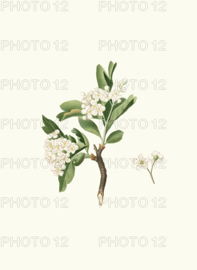 Azarol thorn flower or azarola apple flower, Mediterranean species of hawthorn, Crataegus azarolus, authentic, digitally restored reproduction from a 19th century original, exact date of depiction unknown, historical