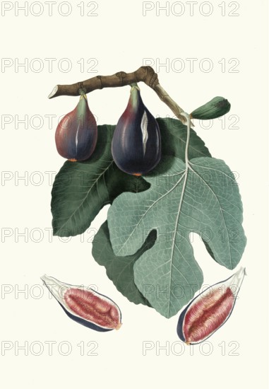 San Piero fig tree, Ficus carica, a specific fig variety cultivated especially in Tuscany, particularly in the province of Prato (Carmignano), authentic, digitally restored reproduction from a 19th century model, exact date of depiction unknown, historical