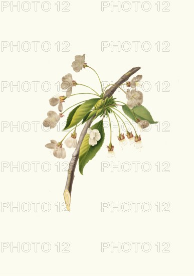 Blossoms of Ciliegio Grafione, cherry tree of the Grafione variety, known for its large, heart-shaped fruits with firm, crunchy flesh, cherry blossoms, authentic, digitally restored reproduction from a 19th century original, exact date of presentation unknown, historical
