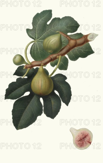 Fico Regina, Verdino or Regina del Salento, a type of fig originally from southern Italy, Apulia, authentic, digitally restored reproduction from a 19th century model, exact date of presentation unknown, historical