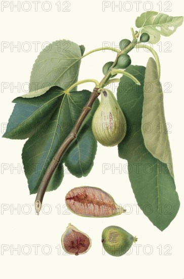 Fico della Lunigiana, a specific type of fig that comes from the Lunigiana region in the northern Tuscan border region of Italy, authentic, digitally restored reproduction from a 19th century original, exact date of presentation unknown, historical