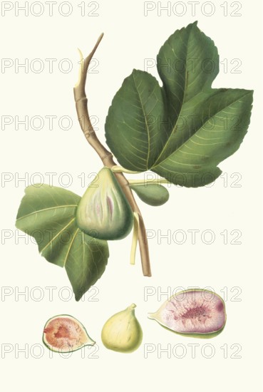 Ficus carica bifera, fig varieties of real figs that bear fruit twice a year, authentic, digitally restored reproduction from a 19th century model, exact date of presentation unknown, historical