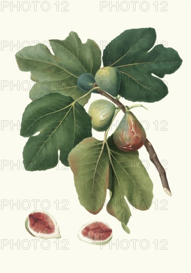 Fico rubado, ficus carica sativa, variant of the real fig, authentic, digitally restored reproduction from a 19th century model, exact date of depiction unknown, historical