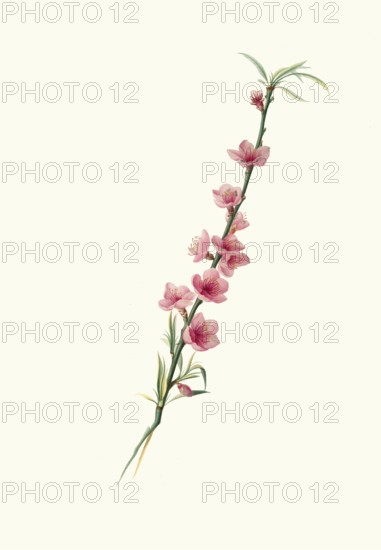 Large-leafed peach blossoms with purple corollas, authentic, digitally restored reproduction from a 19th century model, exact date of depiction unknown, historical