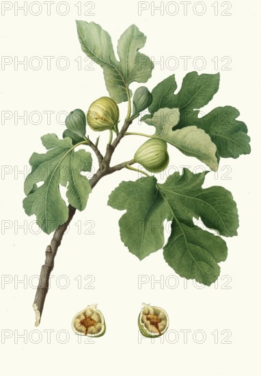 Fico verdeccio, ficus carica, green fig or Italian fig Verdino. This variety is known for its small, extremely sweet fruits with green skin and red flesh, authentic, digitally restored reproduction from a 19th century original, exact date of presentation unknown, historical