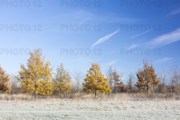 Young trees with full autumn leaves on the Elbe meadows, while hoarfrost is already lying on the meadow, Coswig, Saxony, Germany