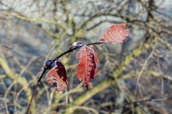 Last leaves of red autumn leaves on a branch with hoarfrost, Saxony, Germany