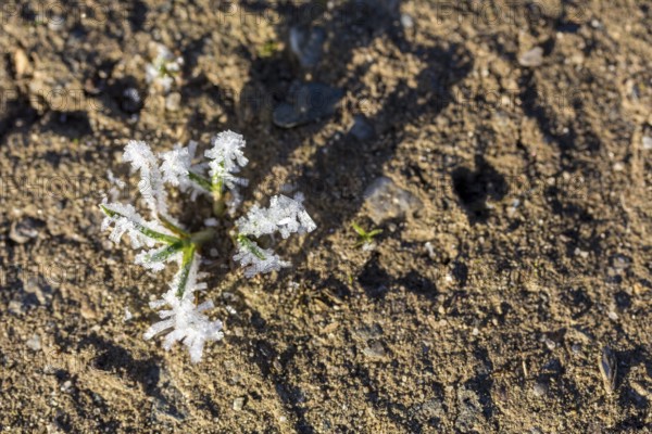 Hoarfrost crystals create an impressive pattern on every stalk and leaf on the ground, Saxony, Germany
