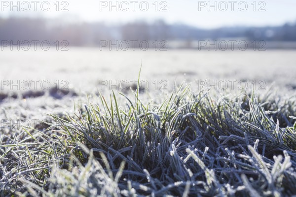 Hoarfrost on every blade of grass on the Elbe meadows, Coswig, Saxony, Germany