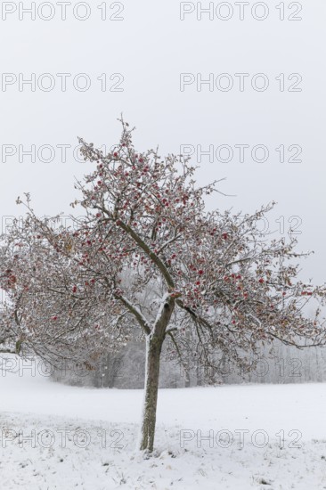 Apple trees (malus) still full of apples covered in snow, onset of winter in Oberwartha, Dresden, Saxony, Germany