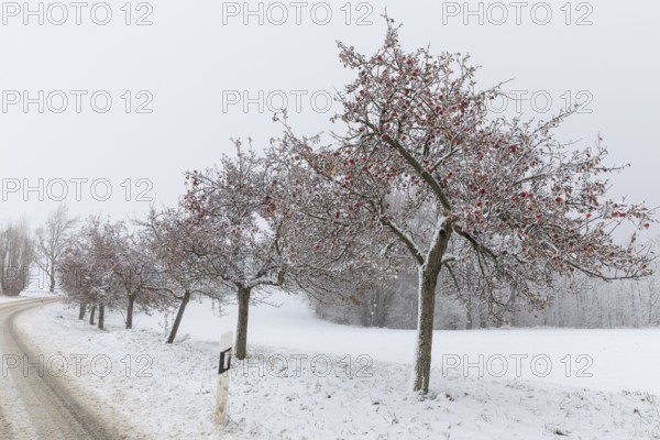 Apple trees (malus) still full of apples covered in snow, onset of winter in Oberwartha, Dresden, Saxony, Germany