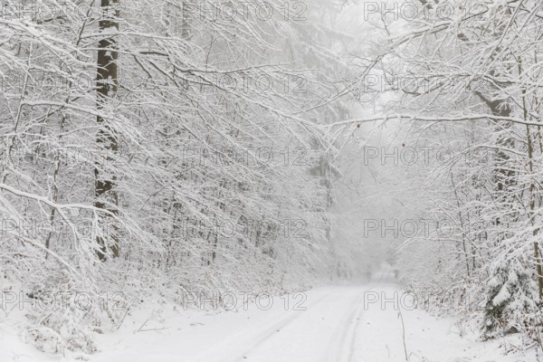 Snowy forest trail in the Tharandter Forest, Saxony, Germany