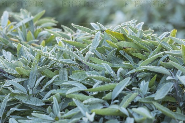 Dew on leaves of Common sage (salvia officinalis), Saxony, Germany