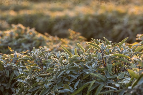 Dew and first morning light on the leaves of Common sage (salvia officinalis), Saxony, Germany