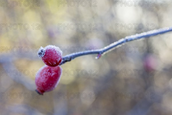 2 rose hips with hoarfrost in autumn, Saxony, Germany