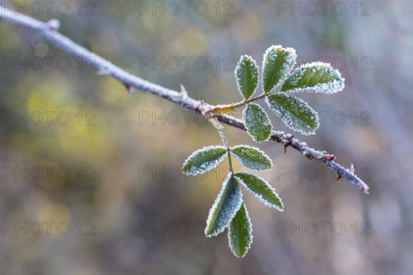 Leaves of a rose (pink) with hoarfrost, Saxony, Germany