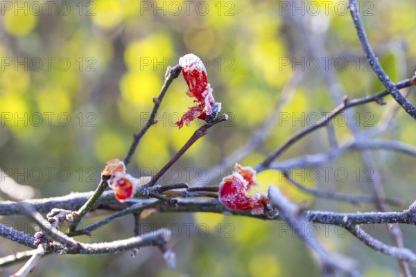 Rose hips broken by frost on a branch, hoarfrost, Saxony, Germany