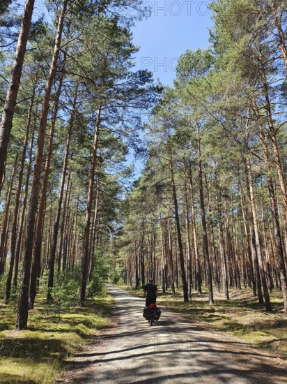 A bicycle rides on a natural cycle path through a pine forest with tall trees and blue skies, Spreewald Biosphere Reserve