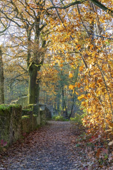 Trail through the autumn forest on the Dardanelles, Moritzburg Castle, Saxony, Germany