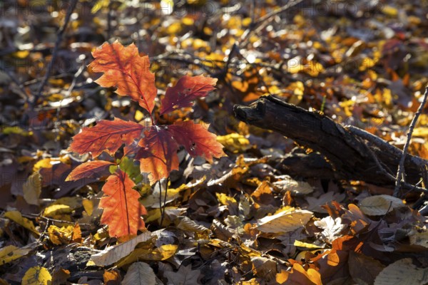 The oak leaves (quercus) glow red in autumn forest, Moritzburg, Saxony, Germany
