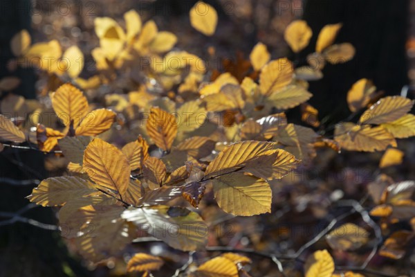 Yellow glow of the beech leaves (fagus) in autumn forest, Moritzburg, Saxony, Germany