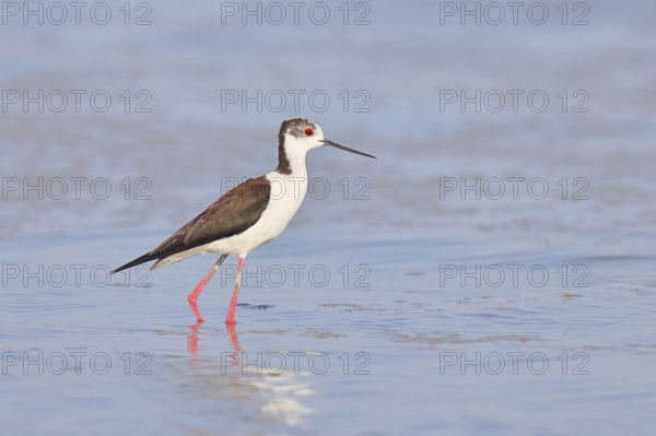 Black-winged Stilt (Himantopus himantopus) foraging in the shallow water of a lake shore, Wildlife, Wading bird, Animals, Waterfowl, Lake Neusiedl National Park, Burgenland, Austria