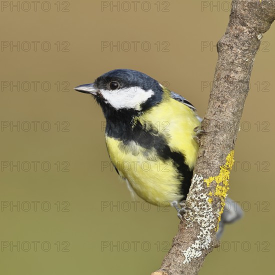 Great Tit (Parus major), male sitting on a branch overgrown with moss and lichen, Wildlife, Animals, Birds, Tits, Wilnsdorf, North Rhine-Westphalia, Germany