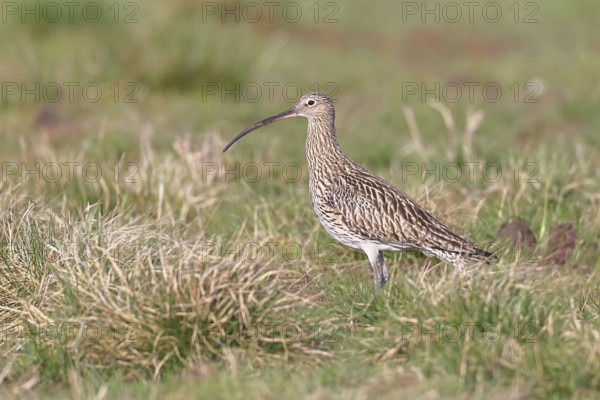 Eurasian curlew (Numenius arquata), foraging in a meadow, wildlife, animals, birds, snipe family, Lembruch, Ochsen Moor, Dümmer nature park Park, Lower Saxony, Germany