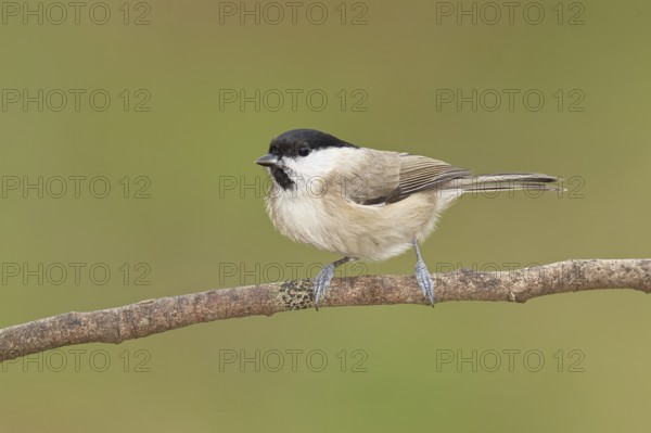 Marsh tit (Parus palustris) sitting on a branch, Wilnsdorf, North Rhine-Westphalia, Germany