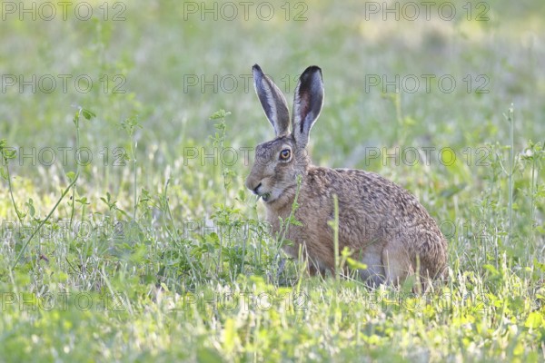 European hare (Lepus europaeus) sitting in a meadow and eating herbs, Wildlife, Animals, Nature photography, Wilnsdorf, North Rhine-Westphalia, Germany