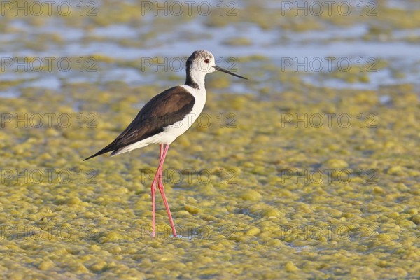 Black-winged Stilt (Himantopus himantopus) foraging in the silt of a lake shore, Wildlife, Wading bird, Animals, Waterfowl, Lake Neusiedl National Park, Burgenland, Austria