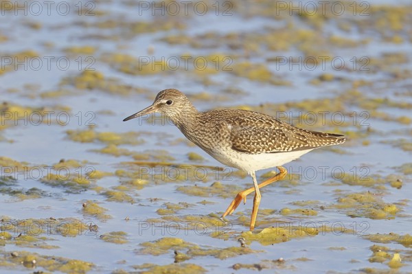 Redshank (Tringa totanus) walking in the silt on the shore, Ziggsee, Lake Neusiedl National Park, Seewinkel, Burgenland, Austria