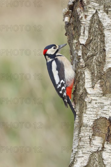 Great spotted woodpecker (Dendrocopus major), male, foraging on the trunk of a common birch (Betula pendula), wildlife, woodpeckers, nature photography, autumn, Wilnsdorf, North Rhine-Westphalia, Germany