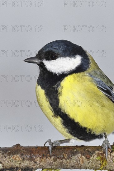 Great Tit (Parus major), sitting on a branch, animal portrait, wildlife, animals, birds, tits, Wilnsdorf, North Rhine-Westphalia, Germany