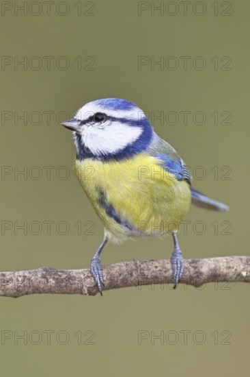 Blue tit (Parus caeruleus), sitting on a branch, Wilnsdorf, North Rhine-Westphalia, Germany