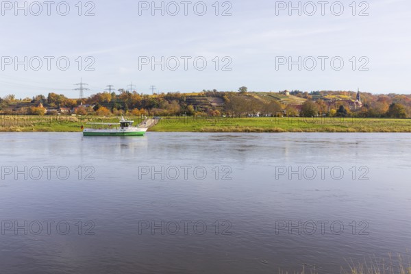 Elbe ferry on the Elbe in Diesbar-Seußlitz, with the autumnal vineyards and palace complex in the background, Saxon Elbland, Saxony, Germany