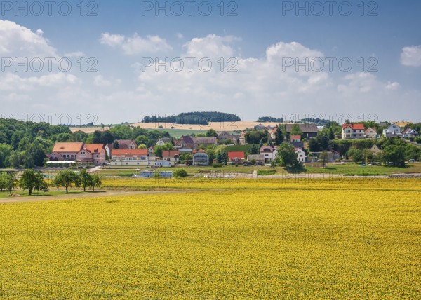 Sunflower field in Diesbar-Seußlitz with a view of the Elbe ferry and Niederlommatzsch, Meissen district, Saxony, Germany