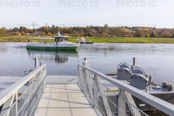 Elbe ferry between Diesbar-Seußlitz and Niederlommatzsch, Niederlommatzsch ferry terminal, new electric ferry Klarisse, in the background the vineyards and Diesbar-Seußlitz Castle in autumn, Saxony, Germany
