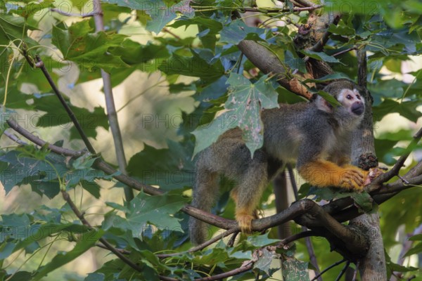 A Central American squirrel monkey (Saimiri oerstedii) looks for food in a green bush. Costa Rica, Central America