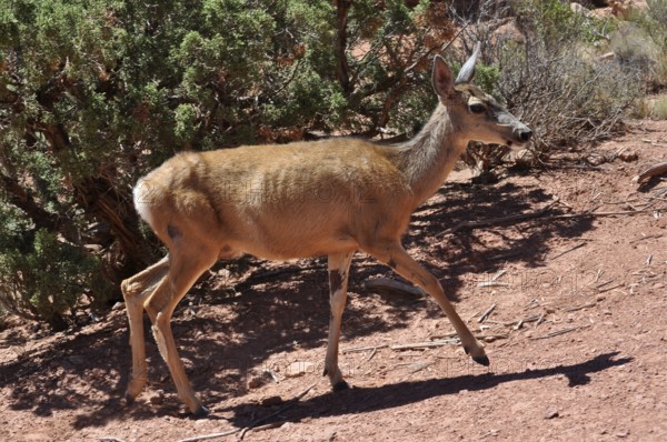 A mule deer (Odocoileus hemionus) running through a dry, bushy desert landscape, Arches National Park, Utah, USA