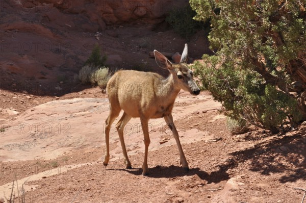 Mule deer (Odocoileus hemionus) standing in sandy rocky landscape next to shrubs, Arches National Park, Utah, USA
