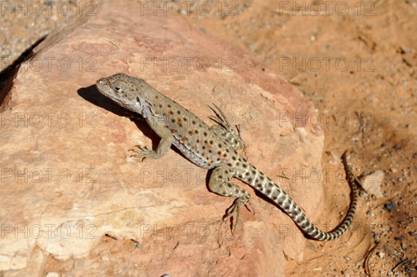 Leopard iguana (Gambelia wislizenii) resting on a warm rock in the sunlight, Arches National Park, Utah, USA