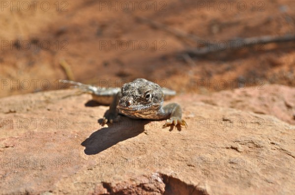 Leopard iguana (Gambelia wislizenii) on a reddish rock in the desert, Arches National Park, Utah, USA