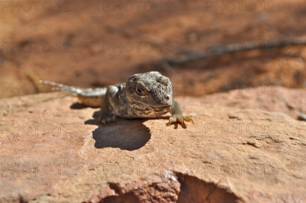 Leopard iguana (Gambelia wislizenii) sunbathing on a warm rock, Arches National Park, Utah, USA