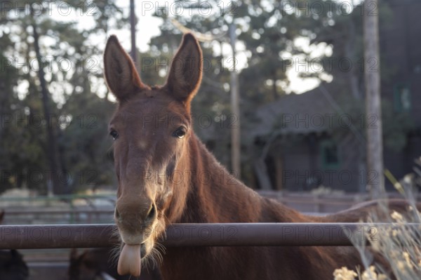 Grand Canyon National Park, Arizona - A Grand Canyon mule shows off its tongue. It is one of approximately 150 mules in the herd used to take visitors and supplies in and out of the Canyon