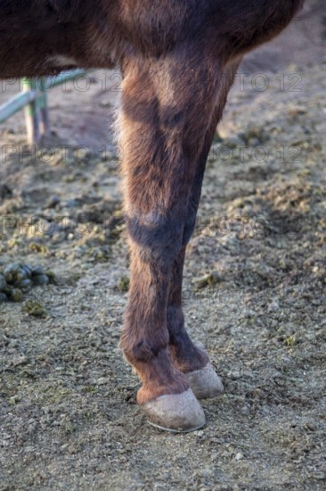 Grand Canyon National Park, Arizona - The front legs and hoofs of one of approximately 150 mules in the herd that take visitors and supplies in and out of the Canyon