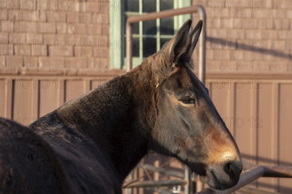 Grand Canyon National Park, Arizona - One of the approximately 150 mules in the herd that take visitors and supplies in and out of the Canyon