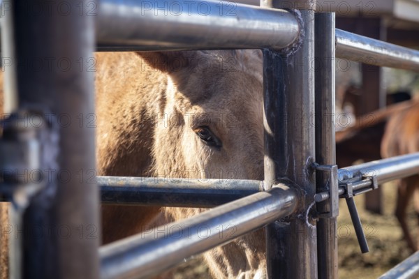 Grand Canyon National Park, Arizona - One of the approximately 150 mules in the herd used to take visitors and supplies in and out of the Canyon