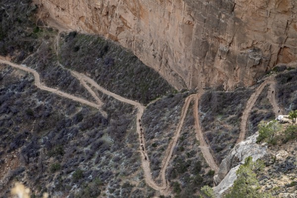Grand Canyon National Park, Arizona - A mule train heads up the switchbacks on Bright Angel Trail